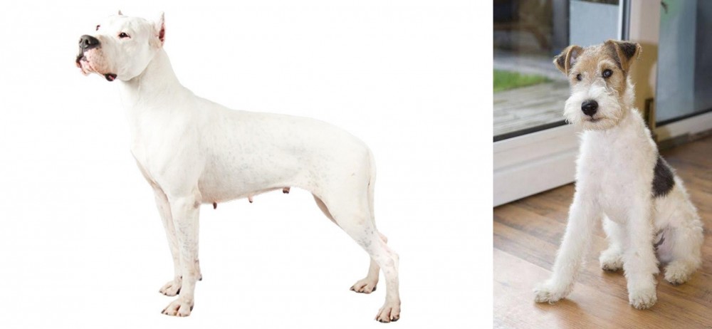 Wire Fox Terrier vs Argentine Dogo - Breed Comparison