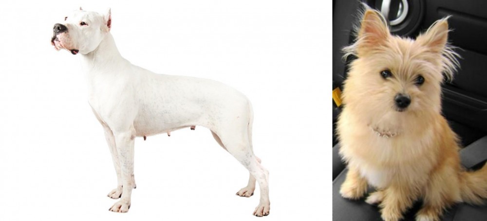 Yoranian vs Argentine Dogo - Breed Comparison