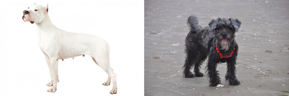 YorkiePoo vs Argentine Dogo - Breed Comparison