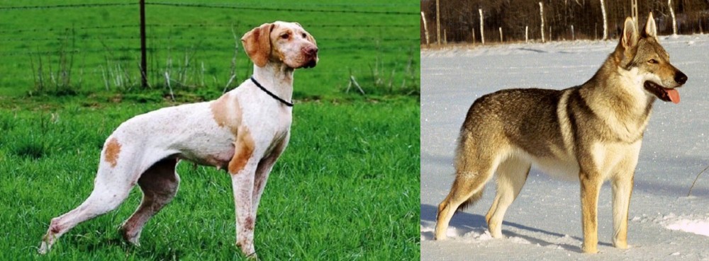 Czechoslovakian Wolfdog vs Ariege Pointer - Breed Comparison
