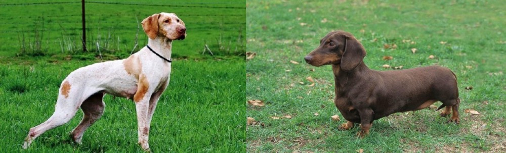 Dachshund vs Ariege Pointer - Breed Comparison