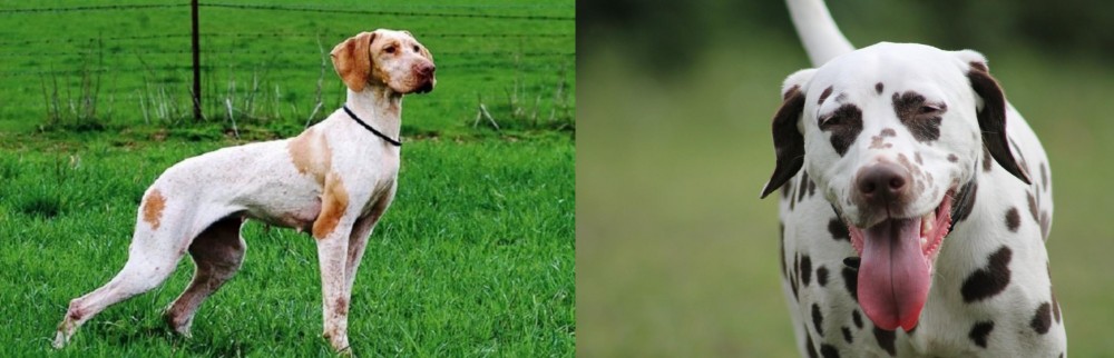 Dalmatian vs Ariege Pointer - Breed Comparison