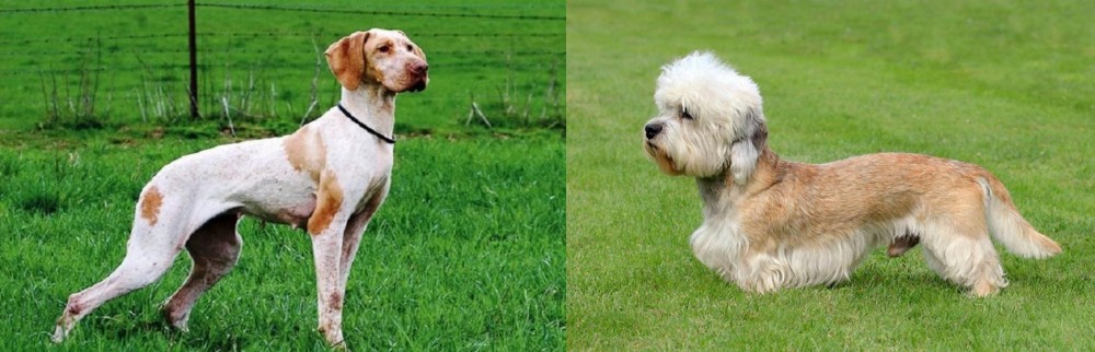 Dandie Dinmont Terrier vs Ariege Pointer - Breed Comparison