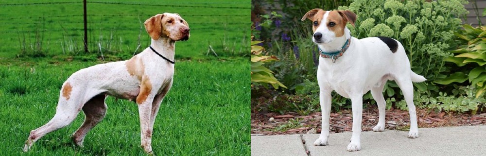 Danish Swedish Farmdog vs Ariege Pointer - Breed Comparison