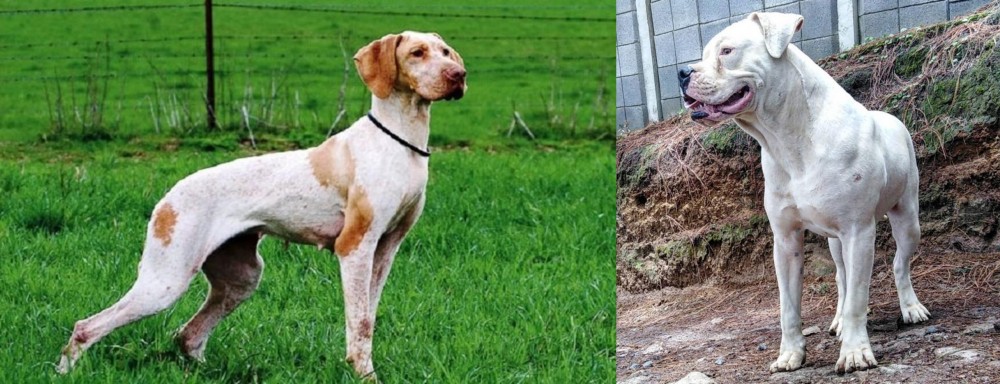 Dogo Guatemalteco vs Ariege Pointer - Breed Comparison
