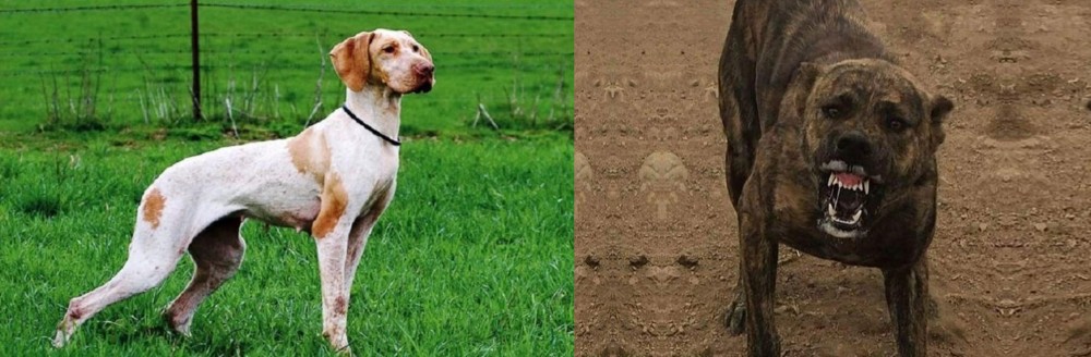 Dogo Sardesco vs Ariege Pointer - Breed Comparison