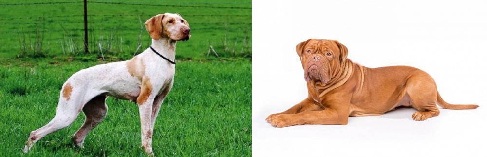 Dogue De Bordeaux vs Ariege Pointer - Breed Comparison