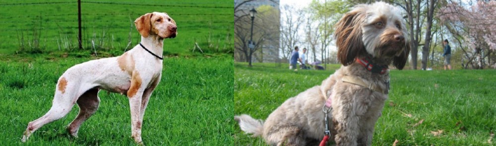 Doxiepoo vs Ariege Pointer - Breed Comparison