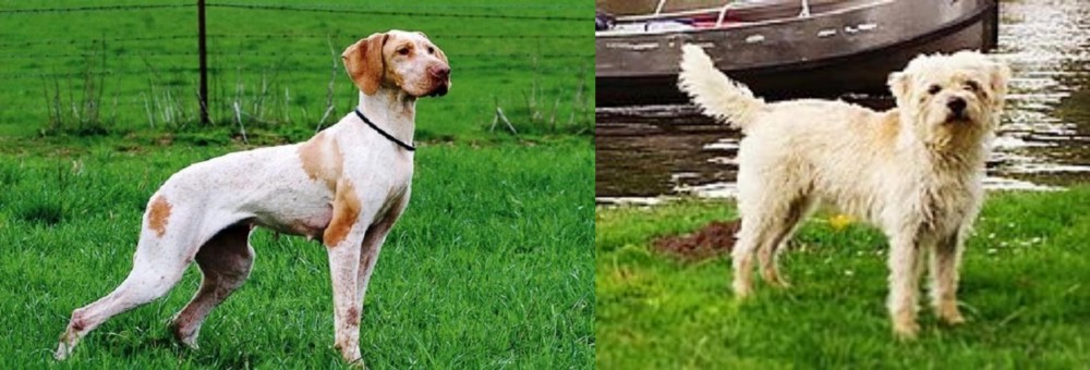 Dutch Smoushond vs Ariege Pointer - Breed Comparison