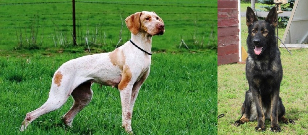 East German Shepherd vs Ariege Pointer - Breed Comparison