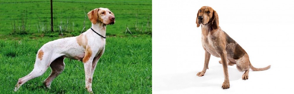 English Coonhound vs Ariege Pointer - Breed Comparison
