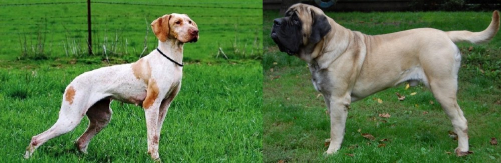 English Mastiff vs Ariege Pointer - Breed Comparison