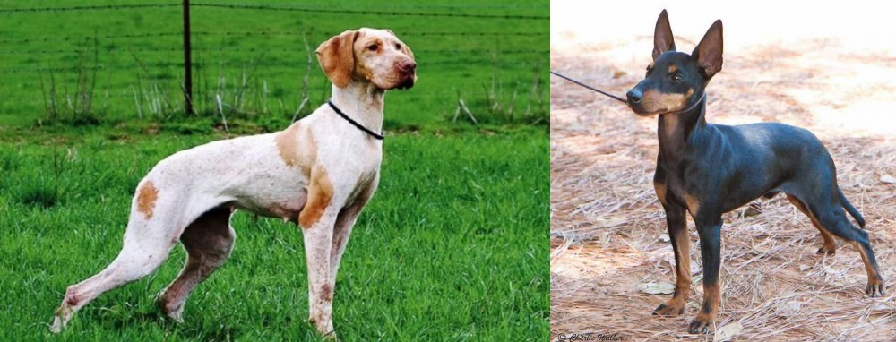 English Toy Terrier (Black & Tan) vs Ariege Pointer - Breed Comparison