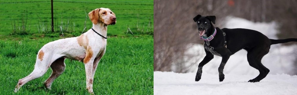 Eurohound vs Ariege Pointer - Breed Comparison