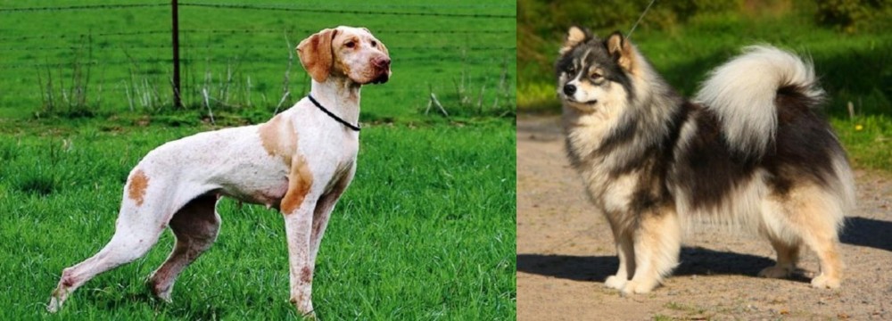 Finnish Lapphund vs Ariege Pointer - Breed Comparison