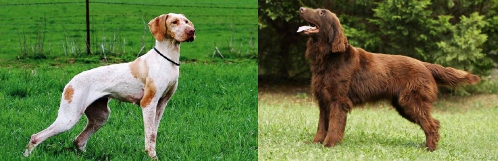 Flat-Coated Retriever vs Ariege Pointer - Breed Comparison