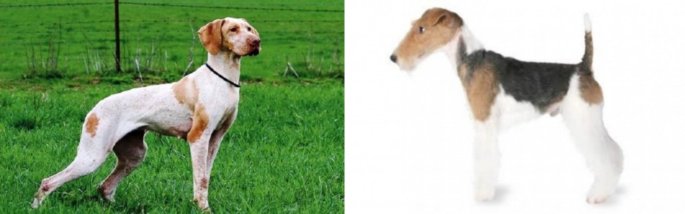 Fox Terrier vs Ariege Pointer - Breed Comparison