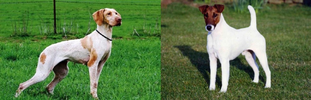 Fox Terrier (Smooth) vs Ariege Pointer - Breed Comparison