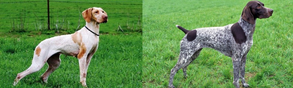 German Shorthaired Pointer vs Ariege Pointer - Breed Comparison