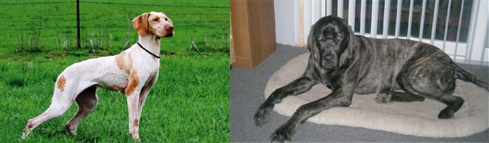 Giant Maso Mastiff vs Ariege Pointer - Breed Comparison