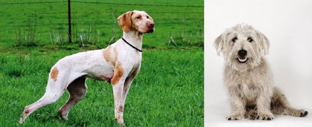 Glen of Imaal Terrier vs Ariege Pointer - Breed Comparison