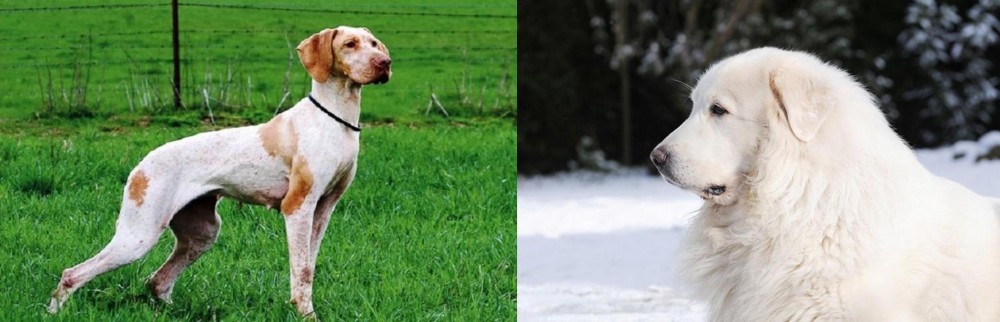 Great Pyrenees vs Ariege Pointer - Breed Comparison
