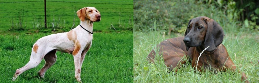Hanover Hound vs Ariege Pointer - Breed Comparison