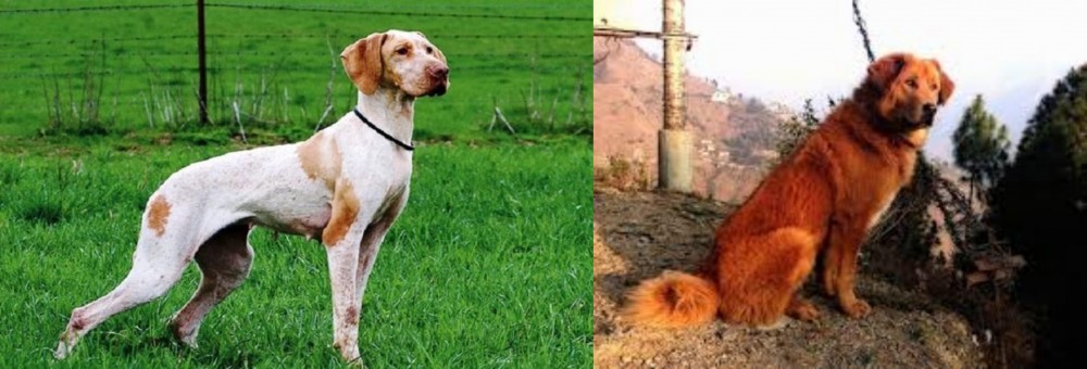 Himalayan Sheepdog vs Ariege Pointer - Breed Comparison