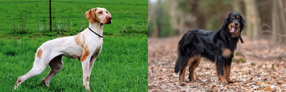 Hovawart vs Ariege Pointer - Breed Comparison