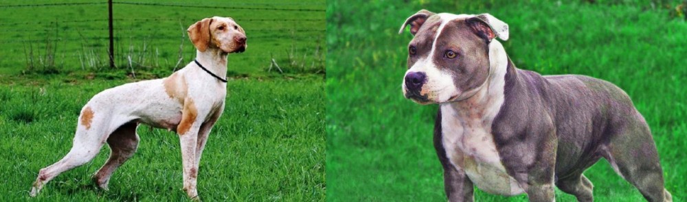 Irish Staffordshire Bull Terrier vs Ariege Pointer - Breed Comparison
