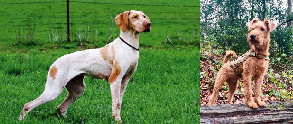 Irish Terrier vs Ariege Pointer - Breed Comparison