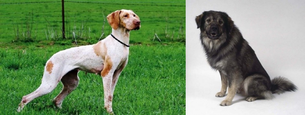 Istrian Sheepdog vs Ariege Pointer - Breed Comparison