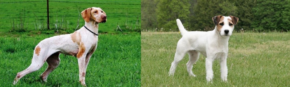 Jack Russell Terrier vs Ariege Pointer - Breed Comparison