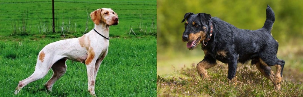 Jagdterrier vs Ariege Pointer - Breed Comparison