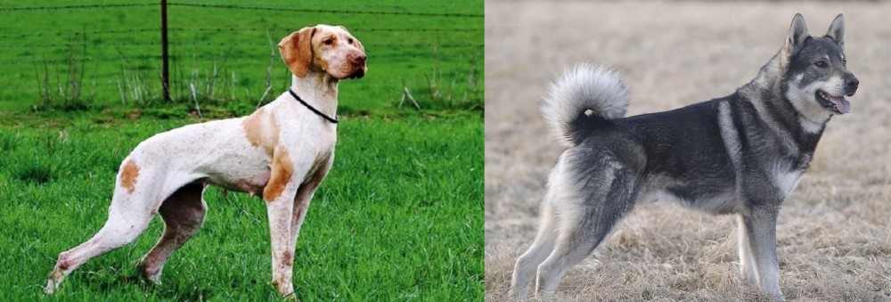 Jamthund vs Ariege Pointer - Breed Comparison