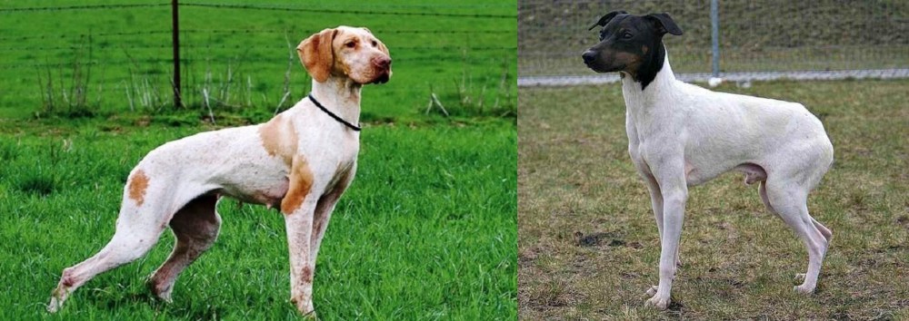 Japanese Terrier vs Ariege Pointer - Breed Comparison
