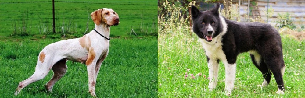 Karelian Bear Dog vs Ariege Pointer - Breed Comparison