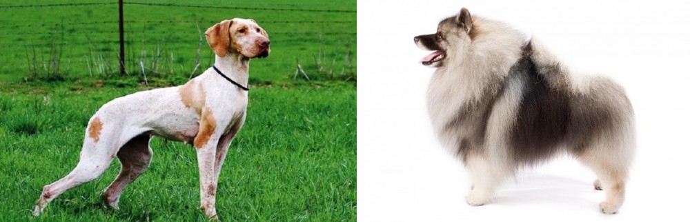 Keeshond vs Ariege Pointer - Breed Comparison