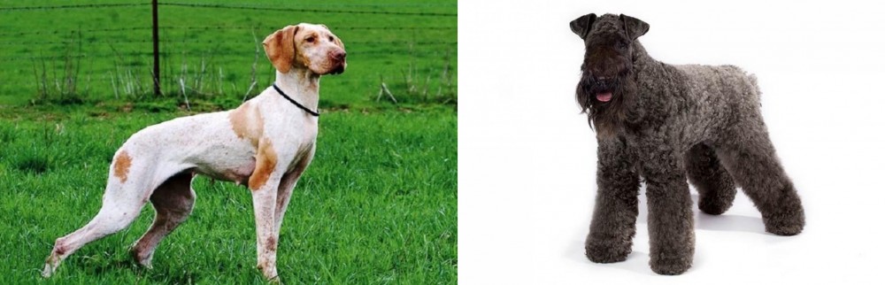 Kerry Blue Terrier vs Ariege Pointer - Breed Comparison