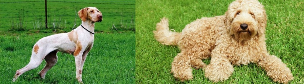 Labradoodle vs Ariege Pointer - Breed Comparison