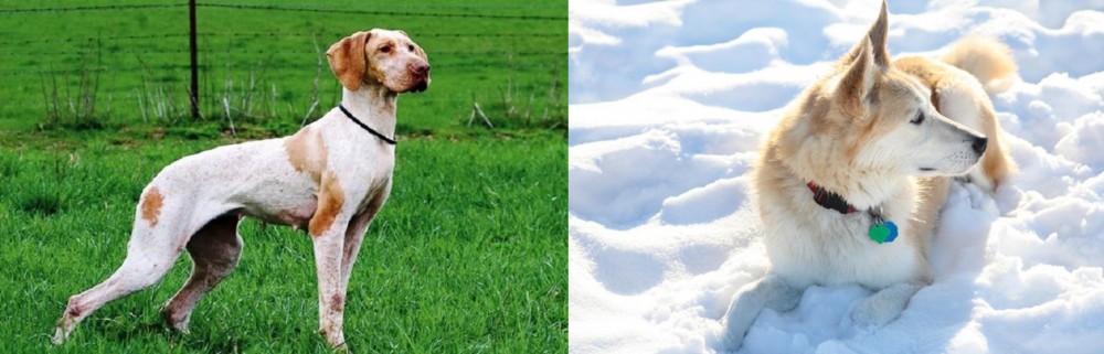 Labrador Husky vs Ariege Pointer - Breed Comparison