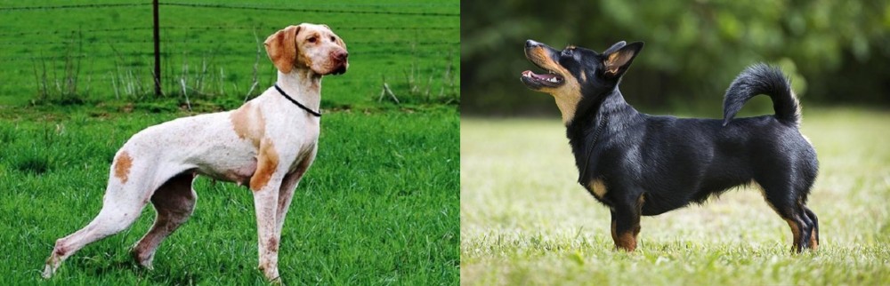 Lancashire Heeler vs Ariege Pointer - Breed Comparison