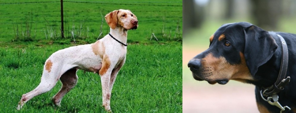 Lithuanian Hound vs Ariege Pointer - Breed Comparison