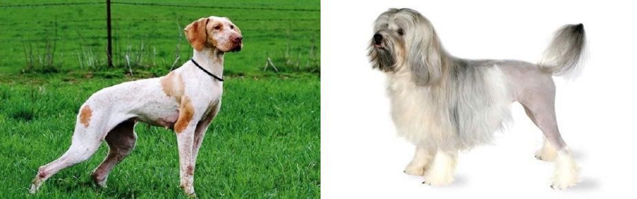 Lowchen vs Ariege Pointer - Breed Comparison