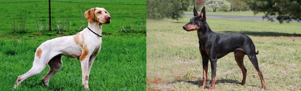 Manchester Terrier vs Ariege Pointer - Breed Comparison