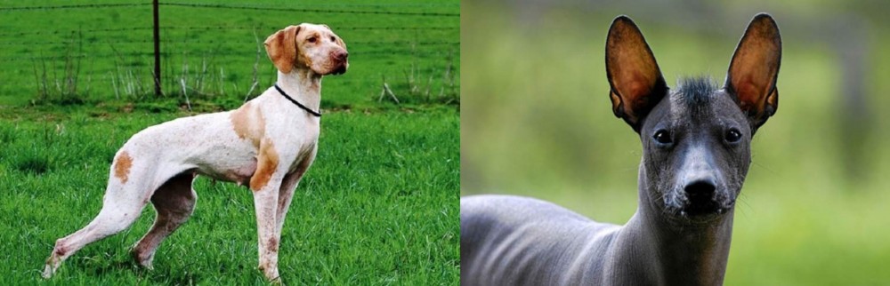 Mexican Hairless vs Ariege Pointer - Breed Comparison