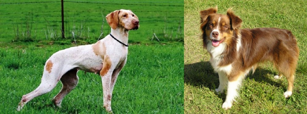 Miniature Australian Shepherd vs Ariege Pointer - Breed Comparison