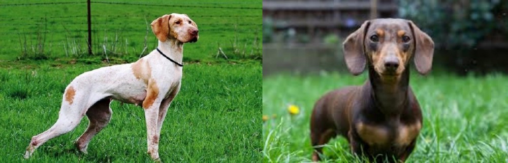 Miniature Dachshund vs Ariege Pointer - Breed Comparison