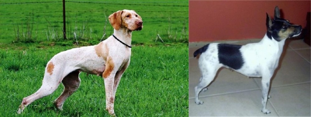 Miniature Fox Terrier vs Ariege Pointer - Breed Comparison