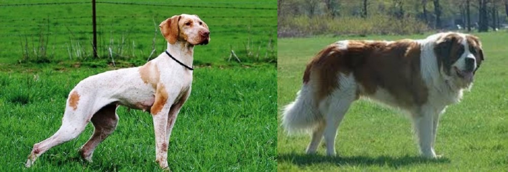 Moscow Watchdog vs Ariege Pointer - Breed Comparison